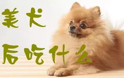 博美犬产后吃什么