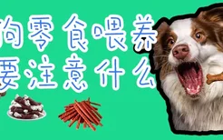 狗零食喂养要注意什么