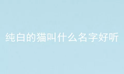 纯白的猫叫什么名字好听