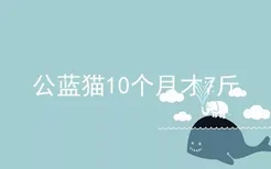 公蓝猫10个月才7斤