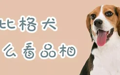 比格犬怎么看品相