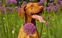 五种对狗狗有毒的植物 你还敢让狗狗随便吃花草吗