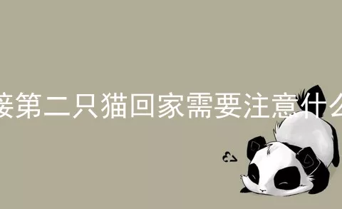 接第二只猫回家需要注意什么