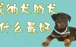 罗威纳犬幼犬吃什么最好