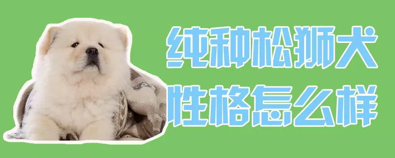 纯种松狮犬性格怎么样