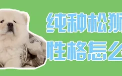 纯种松狮犬性格怎么样