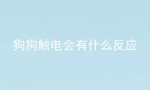 狗狗触电会有什么反应