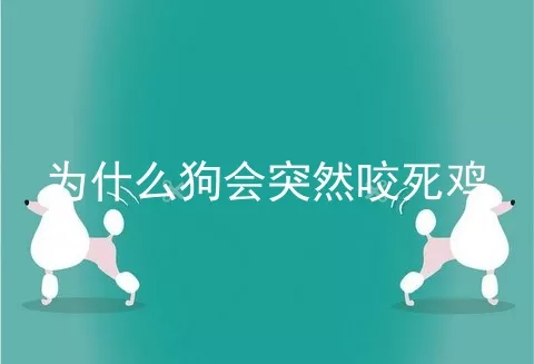 为什么狗会突然咬死鸡