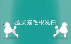 孟买猫毛根发白