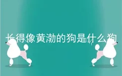 长得像黄渤的狗是什么狗