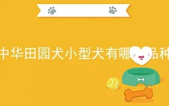 中华田园犬小型犬有哪些品种