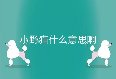 小野猫什么意思啊