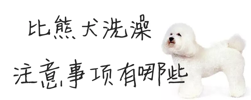 比熊犬洗澡注意事项有哪些