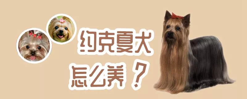 约克夏犬怎么养