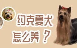 约克夏犬怎么养