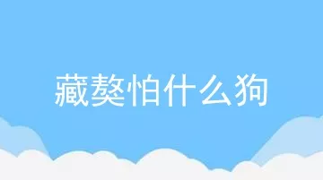 藏獒怕什么狗