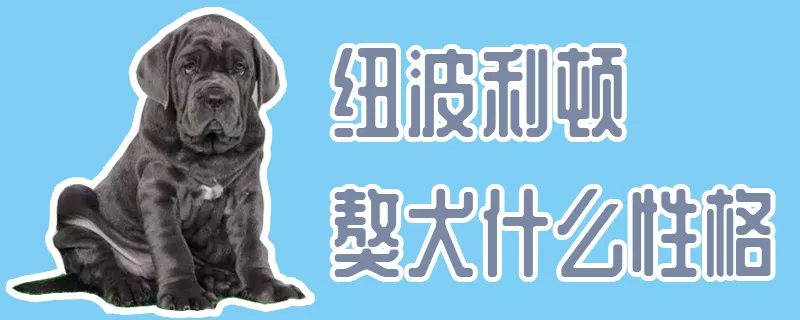 纽波利顿獒犬什么性格