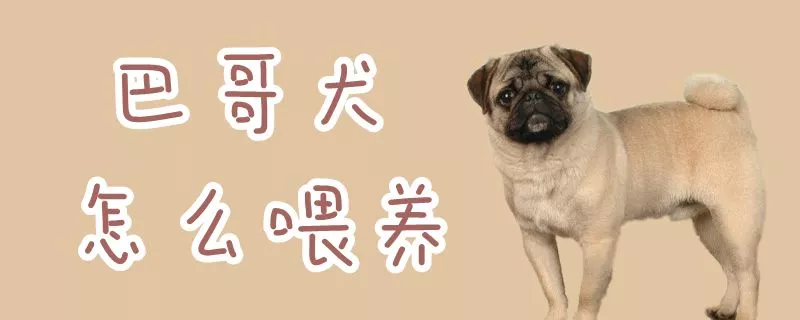 巴哥犬怎么喂养