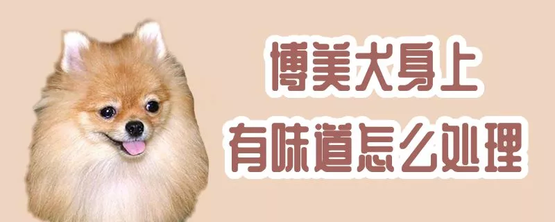 博美犬身上有味道怎么处理