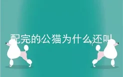 配完的公猫为什么还叫