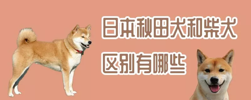 日本秋田犬和柴犬区别有哪些