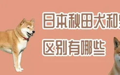 日本秋田犬和柴犬区别有哪些