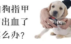 狗狗指甲剪出血了怎么办