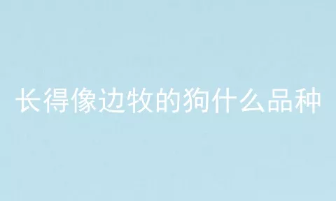 长得像边牧的狗什么品种