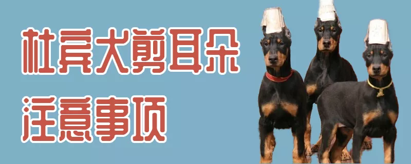 杜宾犬剪耳朵注意事项