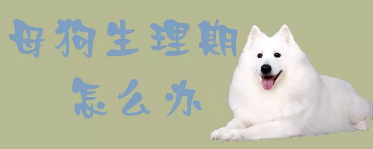 母狗生理期怎么办1