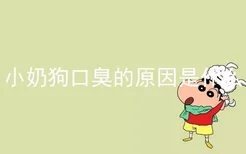 小奶狗口臭的原因是什么