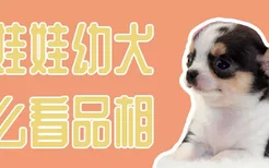 吉娃娃幼犬怎么看品相