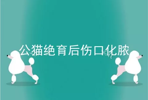 公猫绝育后伤口化脓