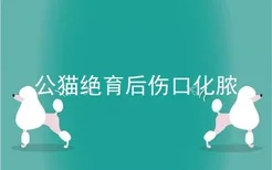 公猫绝育后伤口化脓