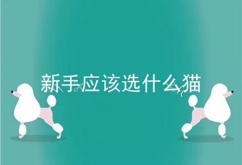 新手应该选什么猫