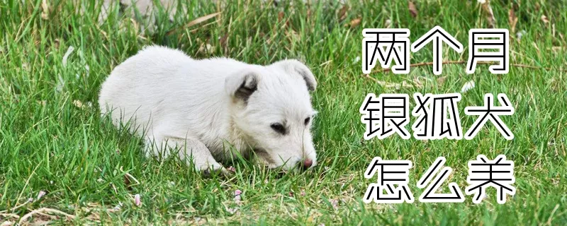 两个月银狐犬怎么养