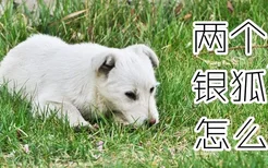 两个月银狐犬怎么养