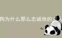 狗为什么那么忠诚他的主人