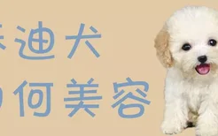 泰迪犬如何美容