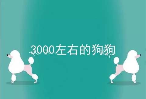 3000左右的狗狗