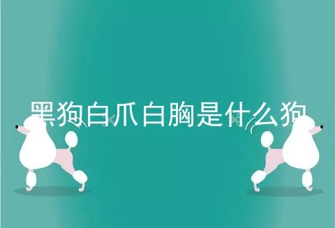 黑狗白爪白胸是什么狗