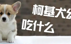 柯基犬幼犬吃什么