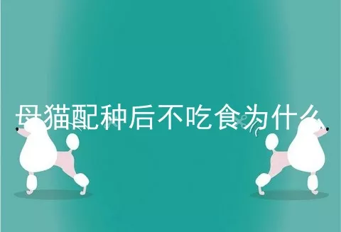 母猫配种后不吃食为什么