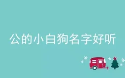 公的小白狗名字好听