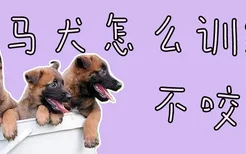 马犬怎么训练不咬人