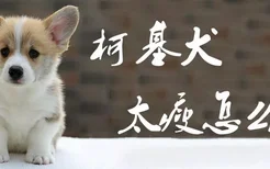 柯基犬太瘦怎么办