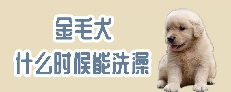 金毛犬什么时候能洗澡