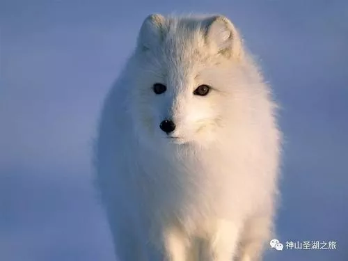 阿拉斯加白色犬多少钱一只