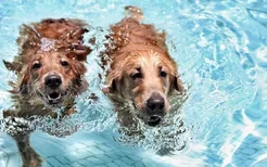 狗狗溺水怎么急救处理 预防意外发生