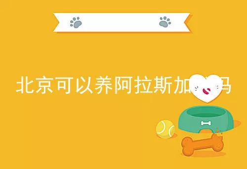 北京可以养阿拉斯加犬吗
